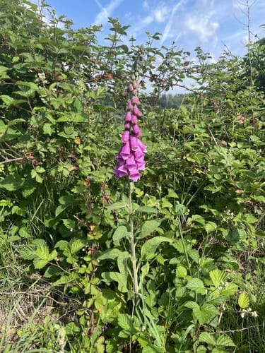 Wanderrunde Bergisches Land ab Schöllerhof