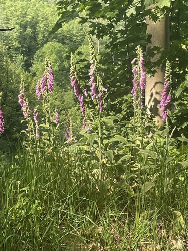 Wanderrunde Bergisches Land ab Schöllerhof