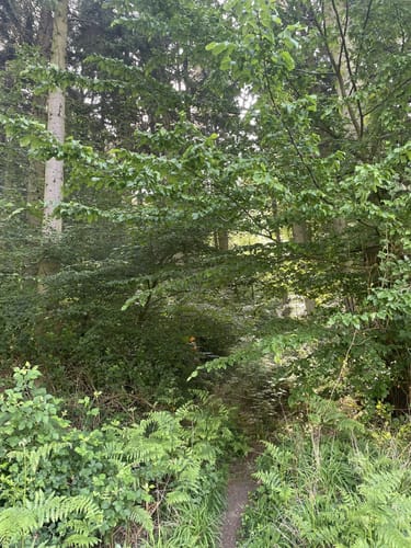 Wanderrunde Bergisches Land ab Schöllerhof
