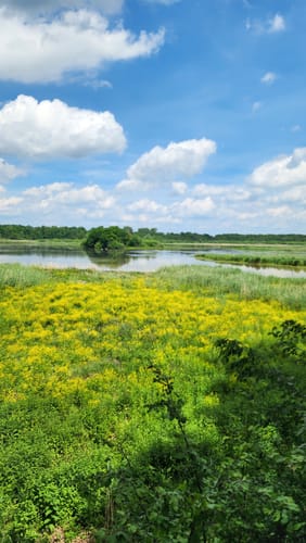 NSG Riddagshausen: Mittelteich und Kreuzteich