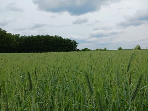 Glockenschlag und Surensand ab Werpeloh