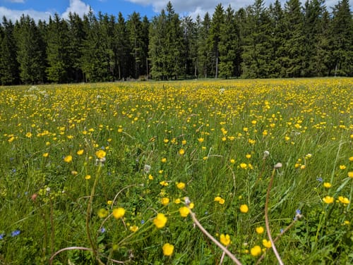 Rundwanderweg Struth-Helmershof - Rennsteig