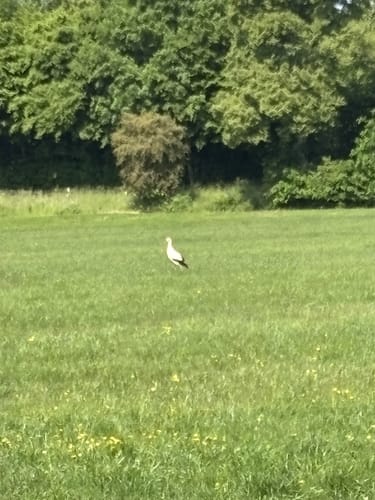 Vulkanring Vogelsberg Etappe 5: Herbstein - Ulrichstein