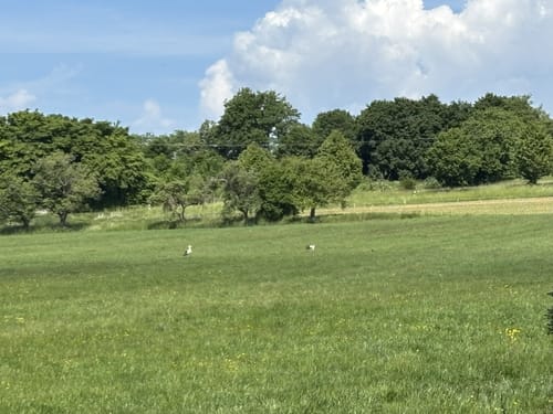 Vulkanring Vogelsberg Etappe 5: Herbstein - Ulrichstein
