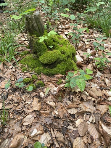Eisenhammer Runde um die Schwedenberge