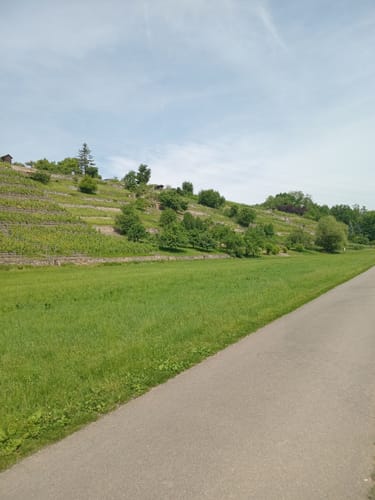 Altneckarrunde NSG Pleidelsheimer Wiesental