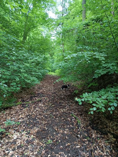 Leiterweg und Adlershorst