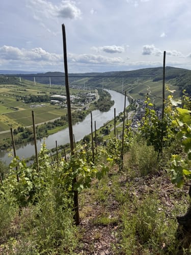 Von Ürzig zum Leizenberg und dem Moselblick