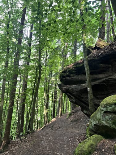 Felsenwald (Premiumwanderweg)