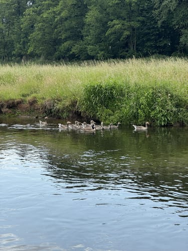 Bei Goch entlang der Niers nach Weeze