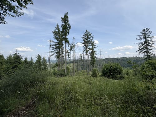 Rundweg A6: Eggenweg