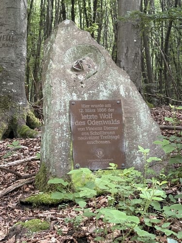 Wolfweg - Der Letzte Wolf im Odenwald