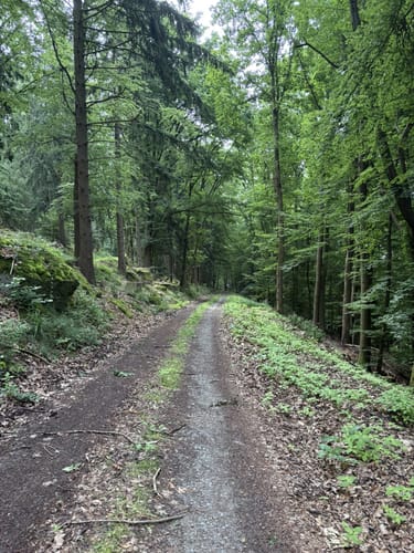 Wolfweg - Der Letzte Wolf im Odenwald