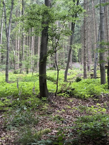 Wolfweg - Der Letzte Wolf im Odenwald