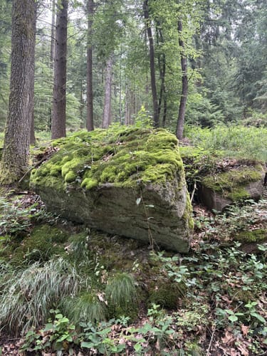 Wolfweg - Der Letzte Wolf im Odenwald