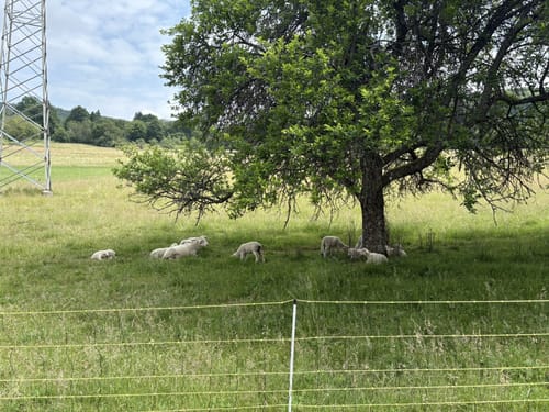 Wolfweg - Der Letzte Wolf im Odenwald