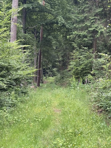 Wolfweg - Der Letzte Wolf im Odenwald