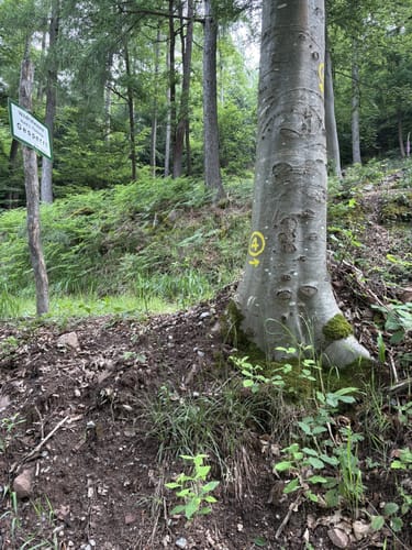Wolfweg - Der Letzte Wolf im Odenwald