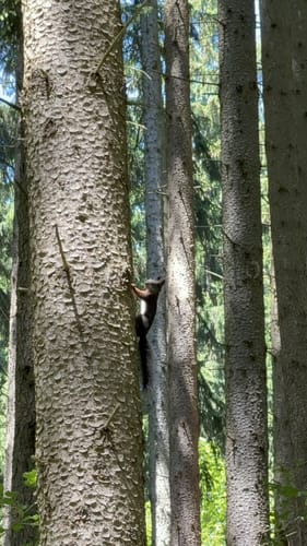 Ins Katzental im Rauher Forst