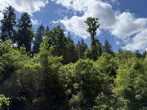 Ins Katzental im Rauher Forst
