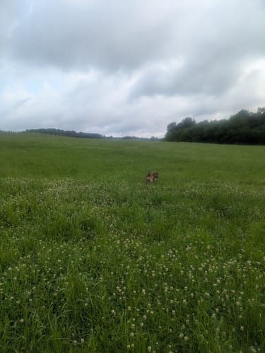 Deutschritter-Tour (Premiumwanderweg)