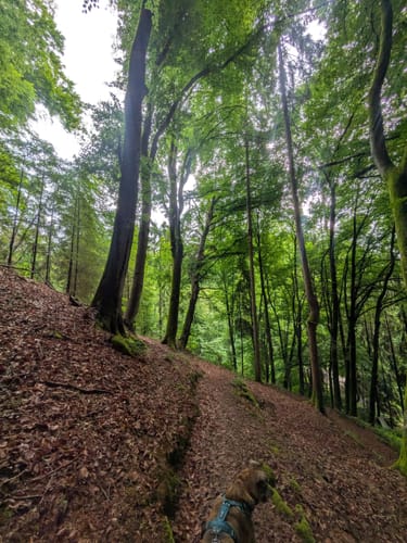 Deutschritter-Tour (Premiumwanderweg)