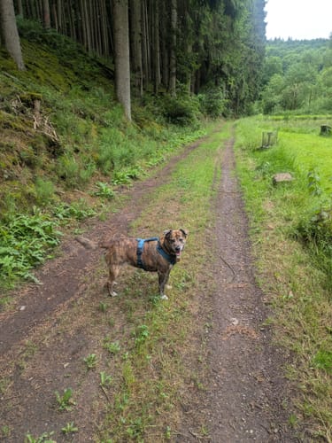 Deutschritter-Tour (Premiumwanderweg)