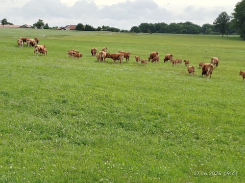 Leininger Odenwaldrunde