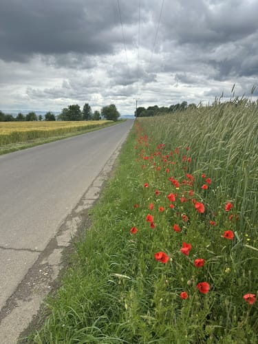 Vallendar: Wanderweg 09