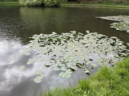 Naturschutzgebiet Theißtal und Waldsee ab Niedernhausen
