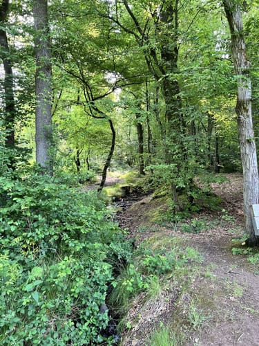 WesterwaldSteig Etappe 12: Weyerbusch - Flammersfeld