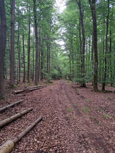 Rundstrecke Amorbach
