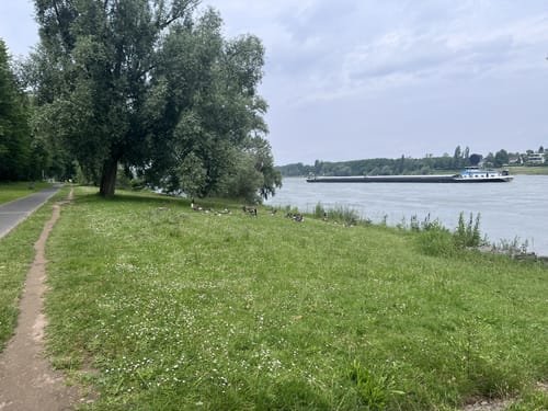 Rund um den Rhein in Bonn