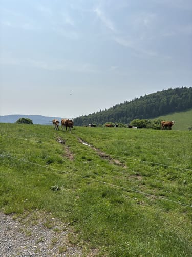 Todtmooser Lebküchlerweg (Genießerpfad)