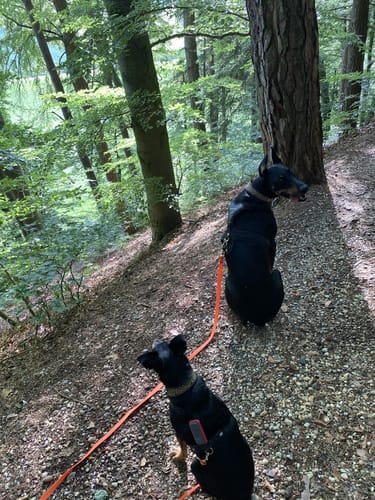 Kleine Waldrunde um Ruppertszell