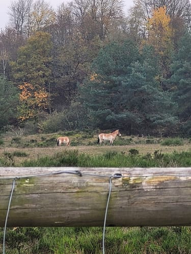 Tennenloher Forst - Kreuzeiche - Kugelfangwall Rundweg