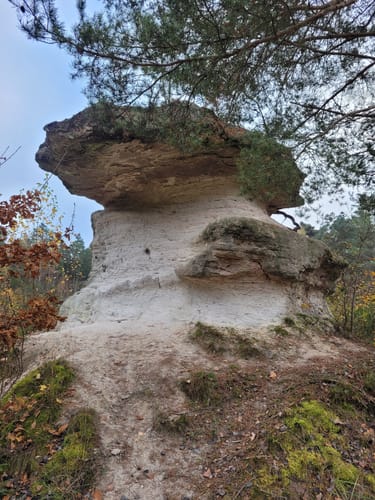Tennenloher Forst - Kreuzeiche - Kugelfangwall Rundweg