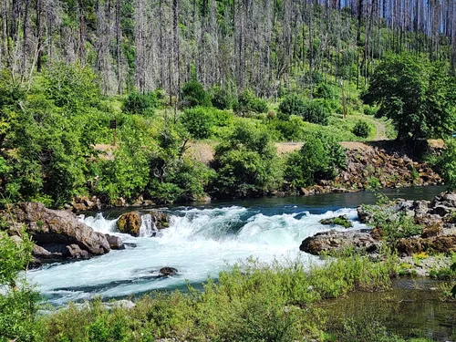 10 Best forest trails in Idleyld Park | AllTrails