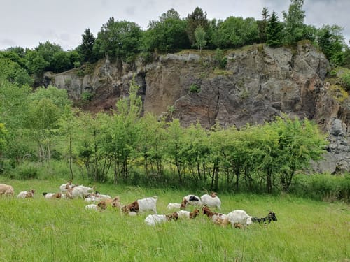 Von Steffeln zum Eichholzmaar