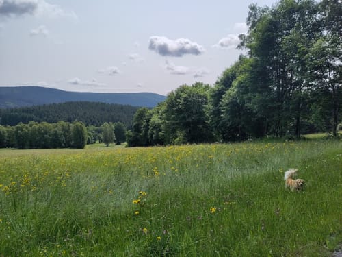 Sankt Englmar, Meidendorf, und Fosthaus Ödwies Rundweg