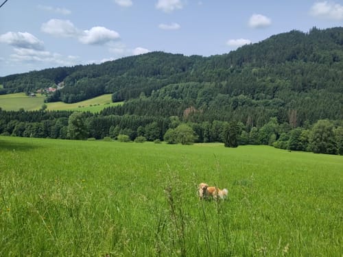 Sankt Englmar, Meidendorf, und Fosthaus Ödwies Rundweg