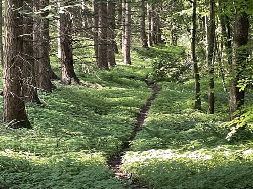 Lieserpfad Etappe 4: Wittlich - Lieser