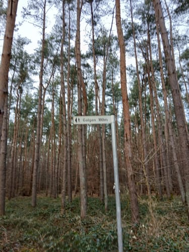 Mühlheimer Volkslauf (10 km)