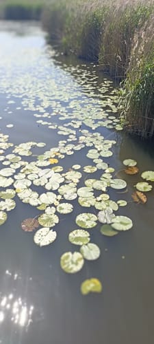 Braunsteichlauf