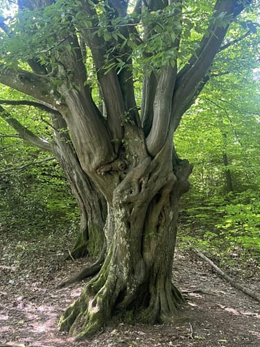 Bergischer Fuhrmannsweg (Bergische Streifzüge Nr. 9)