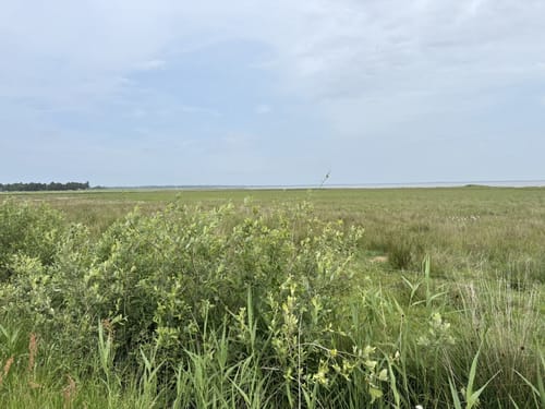 Ho Klitplantage -  Rødingtoft Sande