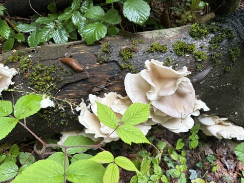 Rund um die Düssel in Gruiten ab Osterholz