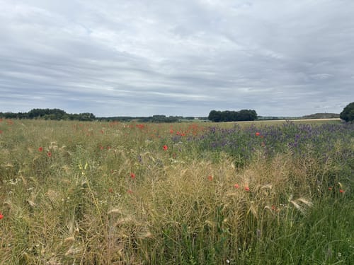 Rund um die Düssel in Gruiten ab Osterholz