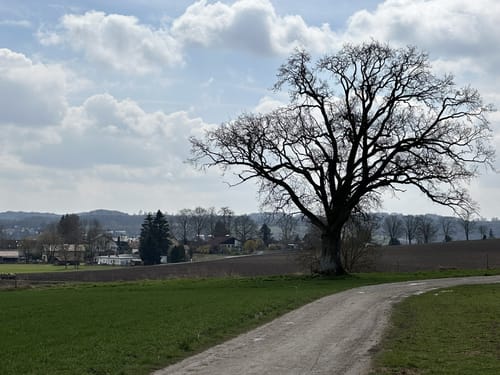 Dellinger Buchet und östlicher Wörthsee