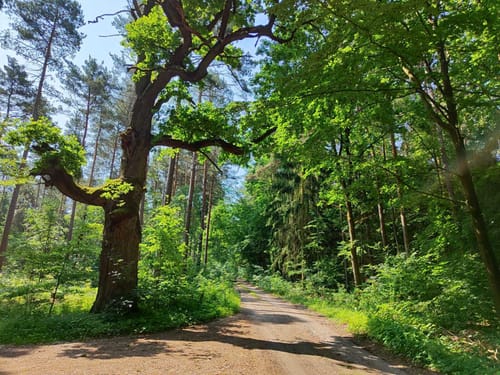 Eisenhammer Runde um die Schwedenberge